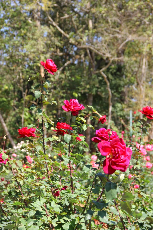 Flowers nature fresh flowers