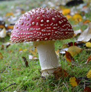 Garden toxic autumn