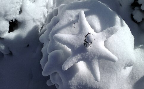 Star tree nature snowy