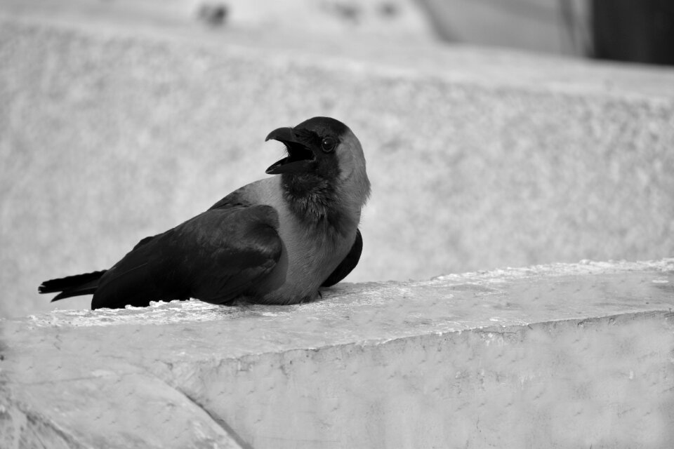 Basking monochrome