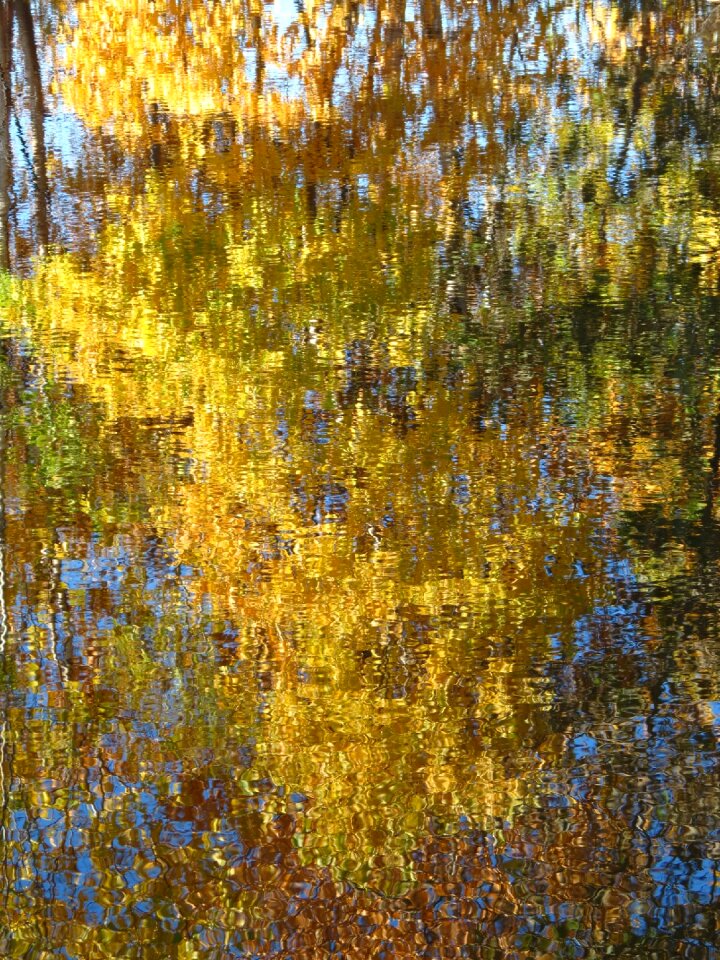 Fall colors listopad background
