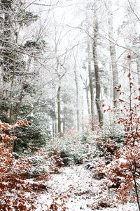 Fall foliage trees christmas