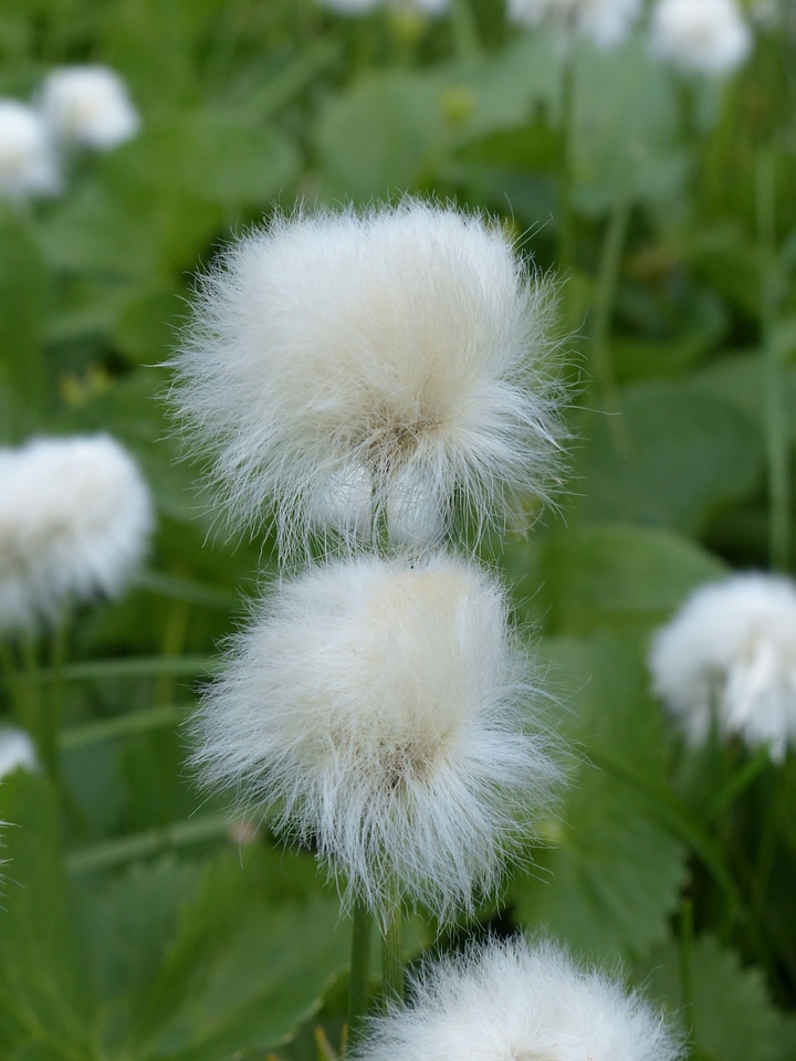 Cyperaceae alpine cottongrass cottongrass