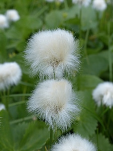 Cyperaceae alpine cottongrass cottongrass
