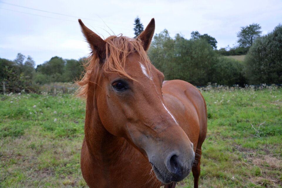 Foal horses portrait