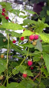 Pick red bush photo