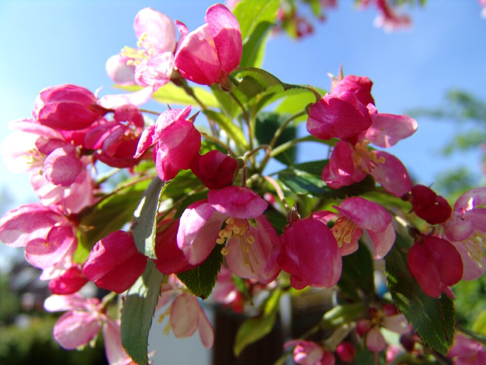 Flower pink flower pink rose