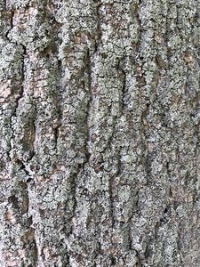 Wood nature plant