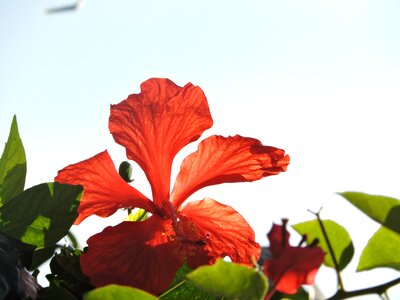 Red flowers garden botany