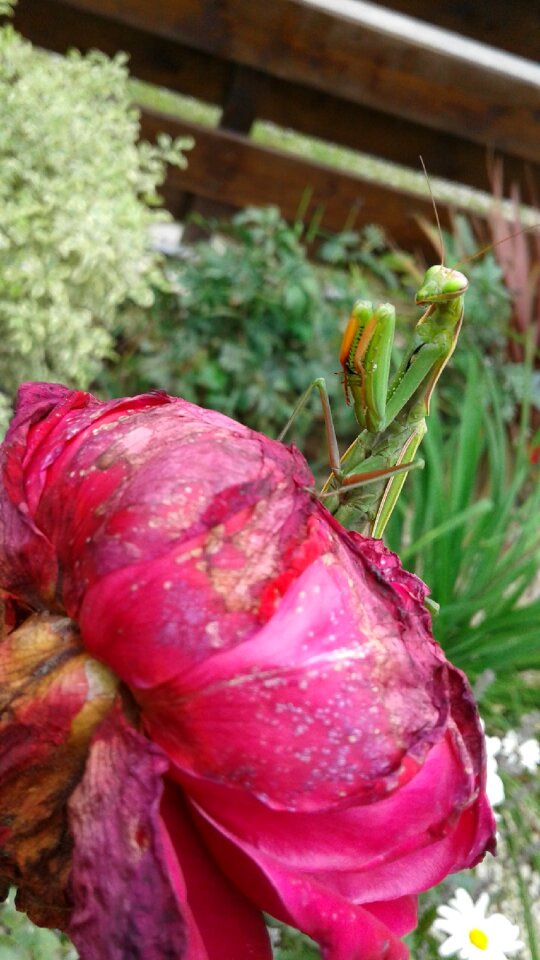 Insect nature i wanted to live with animals