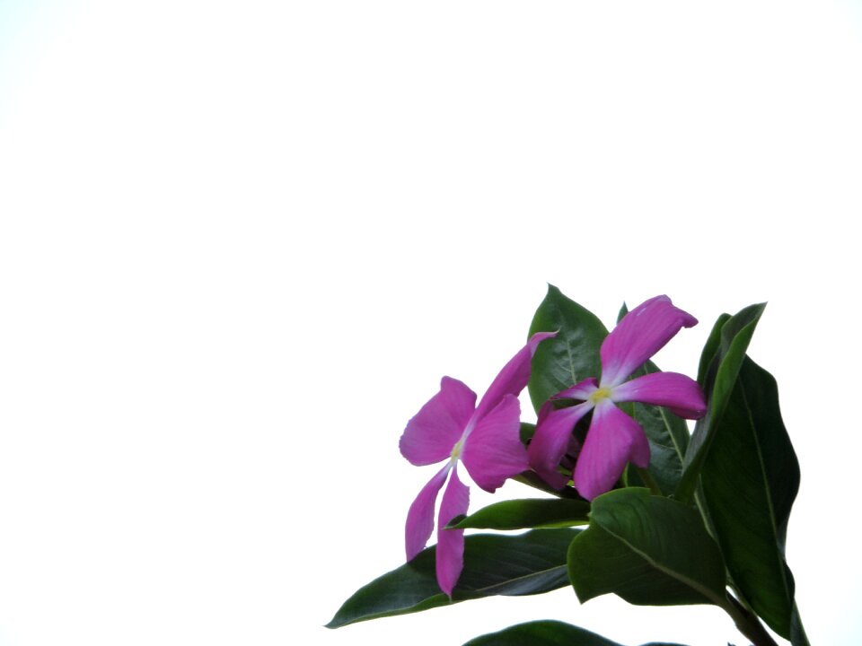 Flower flowers garden