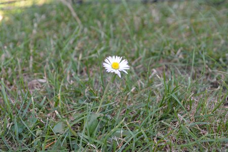 Nature close up grass photo