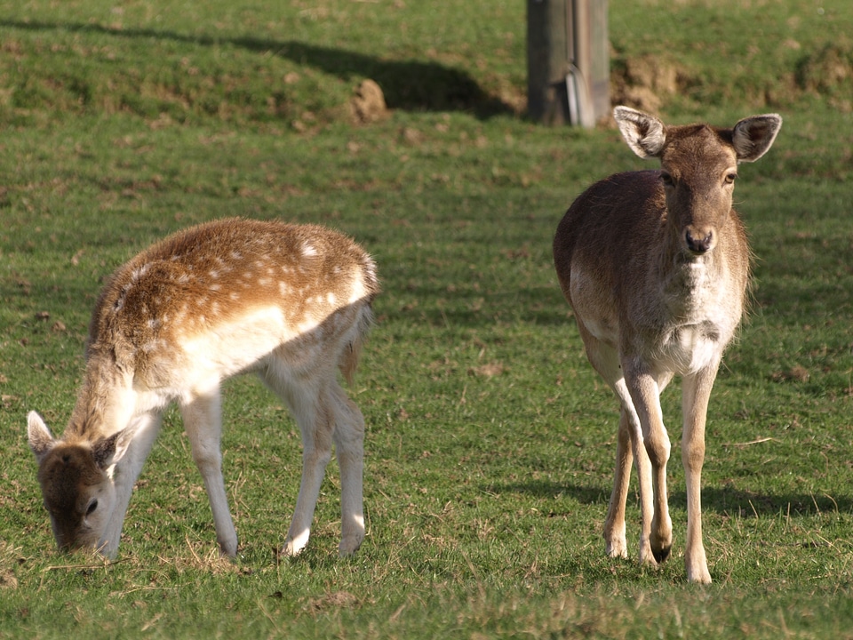 Young animal roe deer animal
