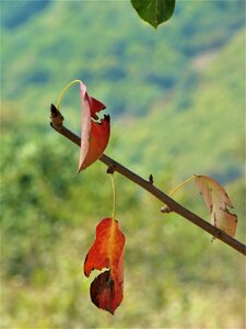 Tree dry leaves autumn