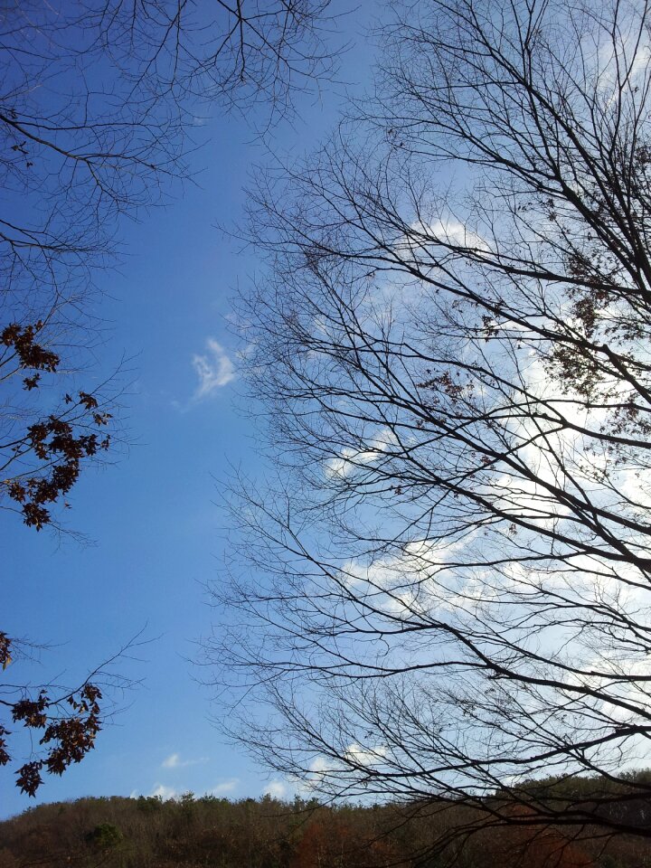 A bony twig backlight