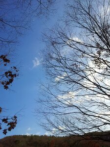 A bony twig backlight