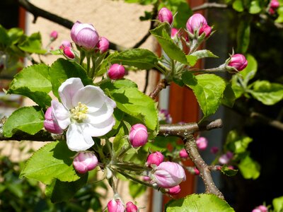 Nature apple tree blossom blossom