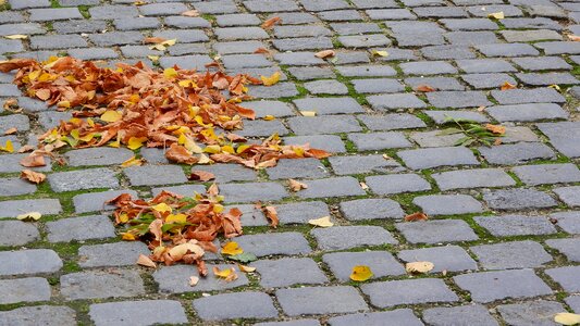 Fallen leaves on the sidewalk autumn leaves orange leaves photo