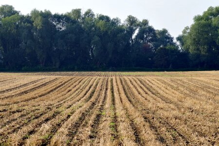Rapeseed beveled empty