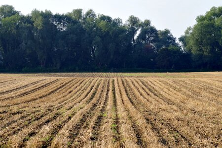 Rapeseed beveled empty photo