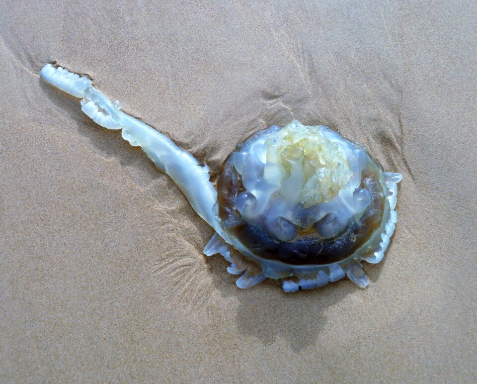 Washed up transparent blue