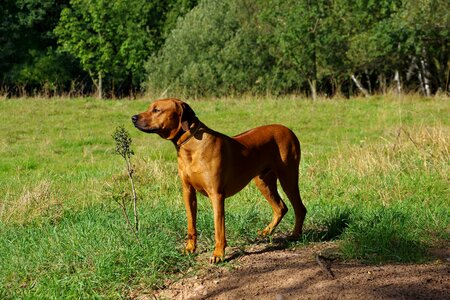 Dog ridgeback rhodesian photo