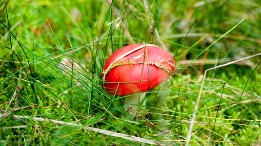 Poisonous mushroom red photo