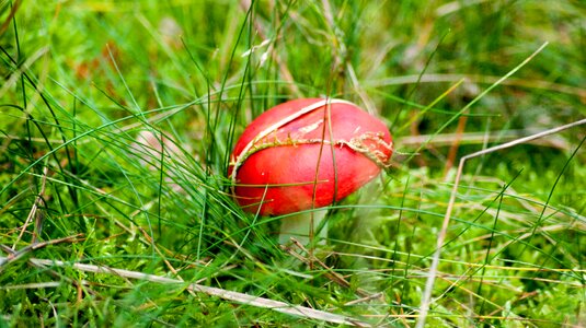 Poisonous mushroom red