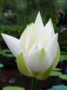 Nenuphar flower white photo