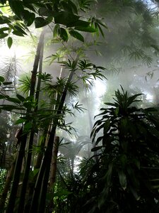 Tropical palms humidity