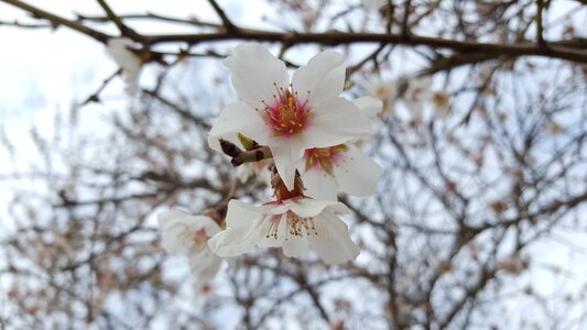 Nature tree plant