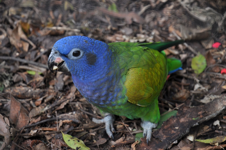 Tropical bird colorful
