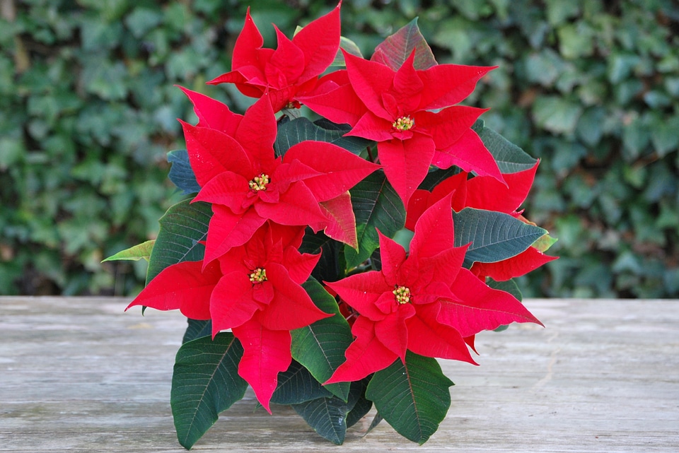 Flowers red red flower