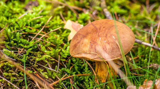 Nature brown wild mushrooms