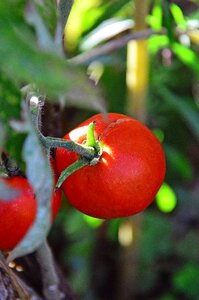Crop vegetables food