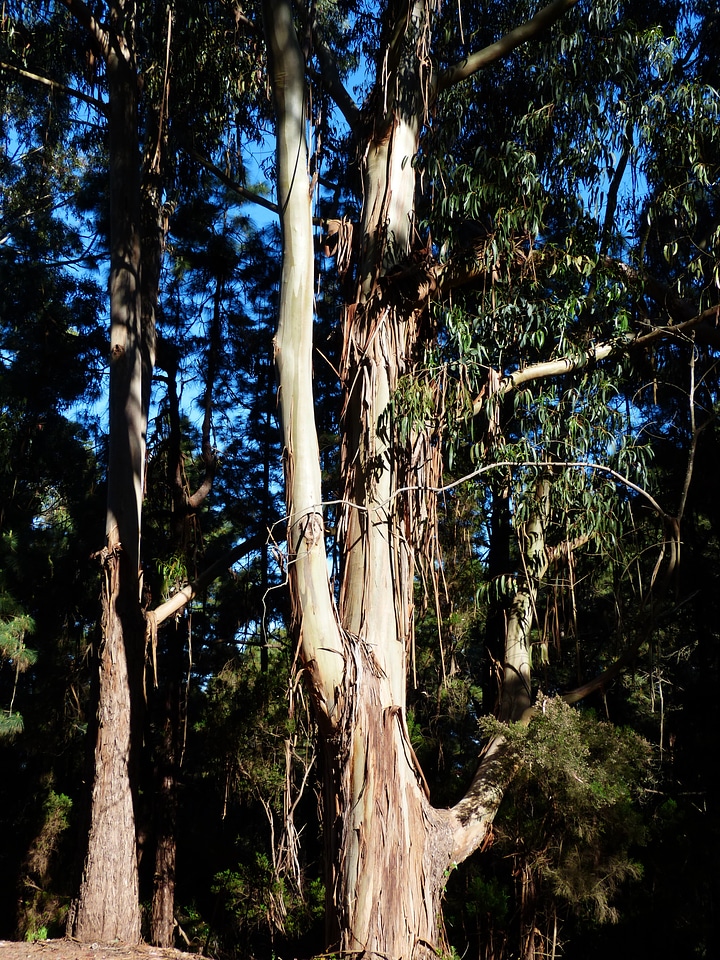Peel eucalyptus trees log