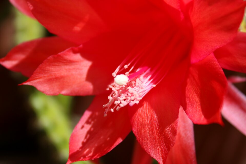 Tuscany cactus flowers close up