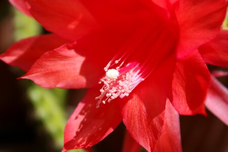 Tuscany cactus flowers close up photo