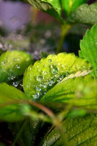 Drop nature dew photo