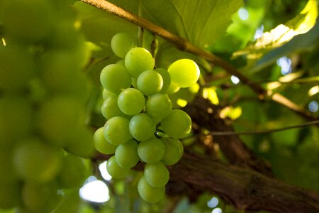 Fruit green