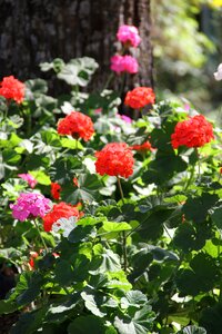 Flowers nature fresh flowers