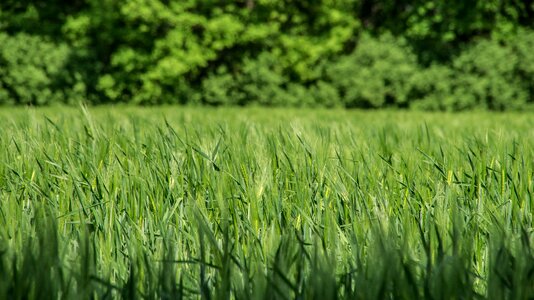 Green harvest wheat field
