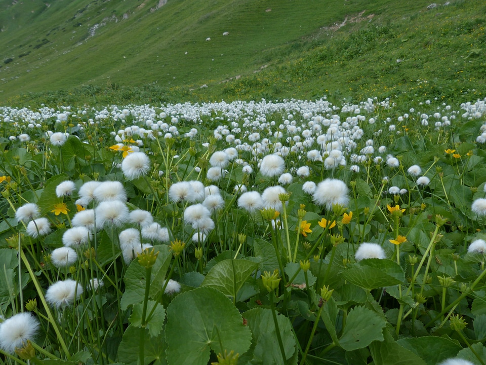 Cyperaceae alpine cottongrass cottongrass