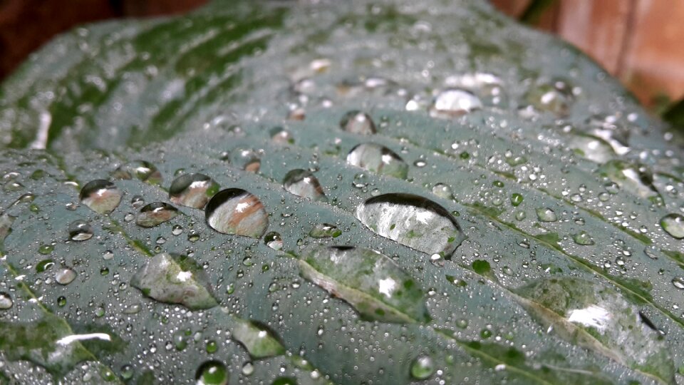 Rain water plantain lily