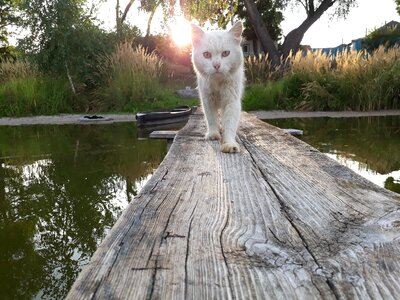 Cat predator animals
