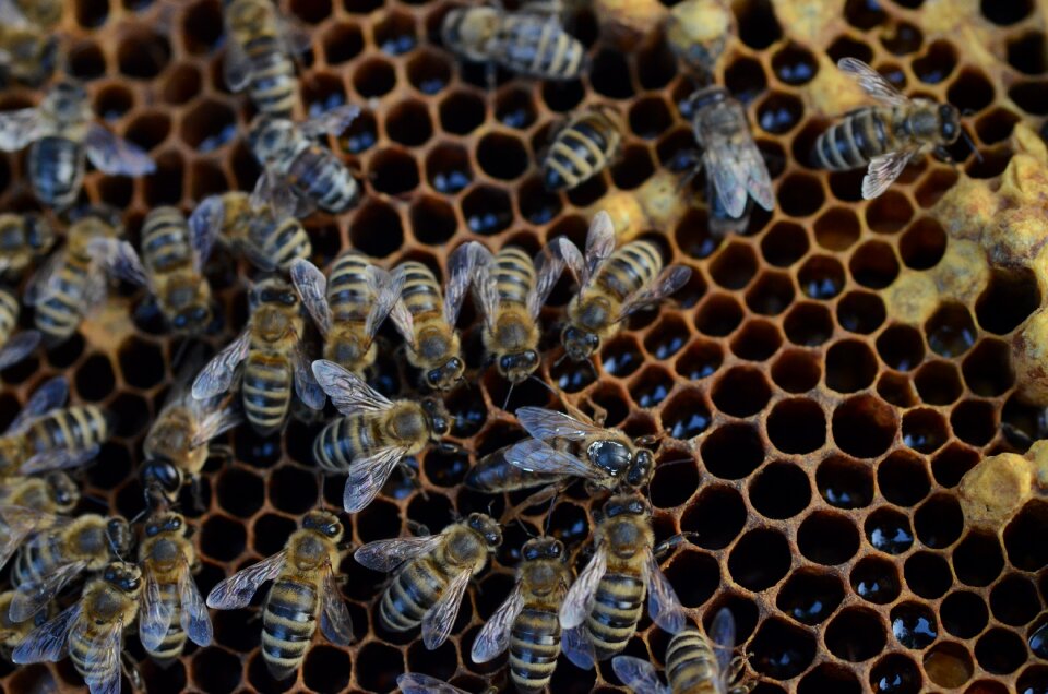 Wax pollen insects