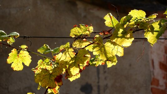 Autumn leaves on the fence humulus lupulus autumn leaves