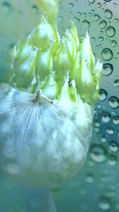 Bless you garlic flower water