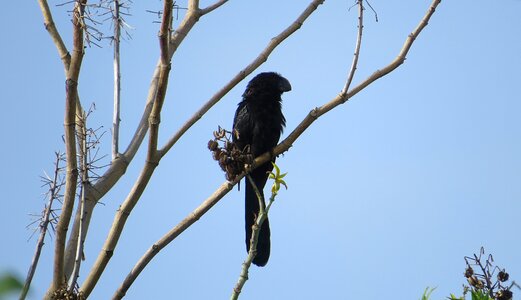 Haystack fauna colombia