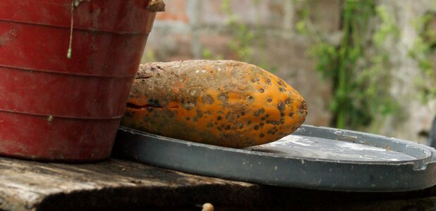 Papaya tropical fruit colombia photo